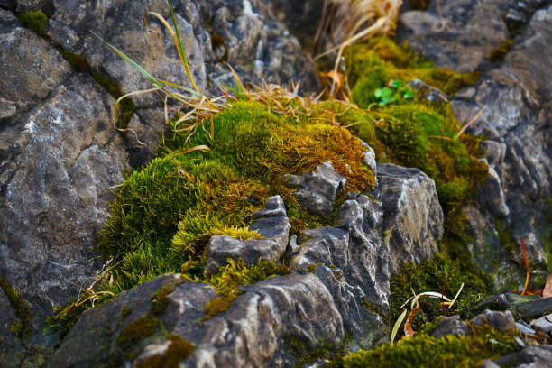 Rocks covered with green moss. Close-up. Moss on stone surface landscape background.
