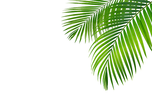 Palm leaves isolated on white background.