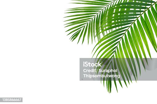 istock Palm leaf 1385866667