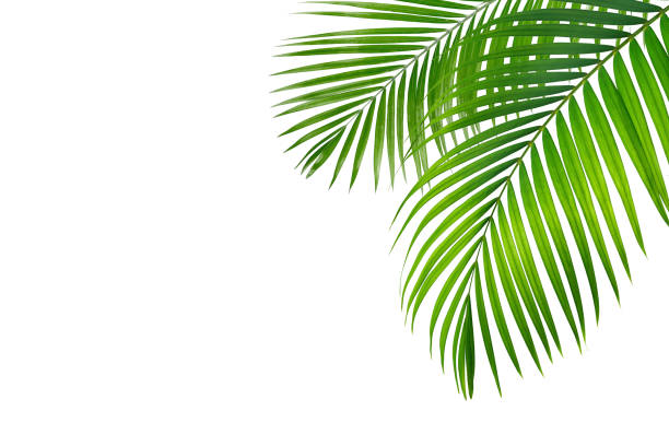 Palm leaf Palm leaves isolated on white background. magnoliophyta stock pictures, royalty-free photos & images