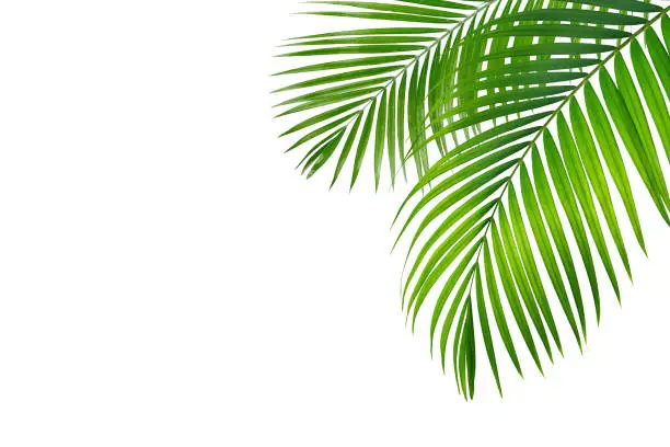 Photo of Palm leaf