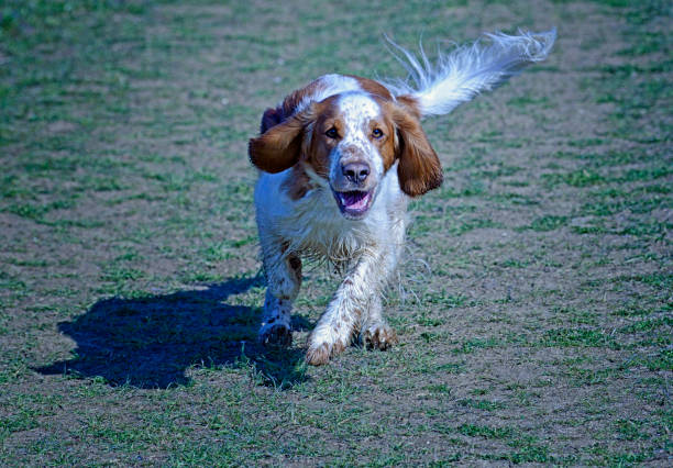 istock Welsh Springer Spaniel Happily Running to Say Hello 1385868921