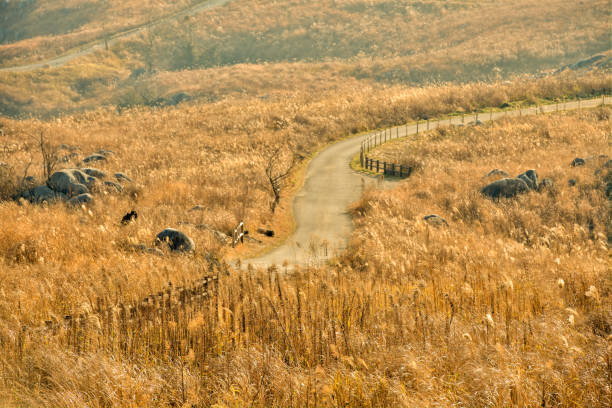 Kitakyushu City, Fukuoka Prefecture Japan February 2, 2019 Hiraodai, a plateau where limestone can be seen in places covered with dead grass in winter