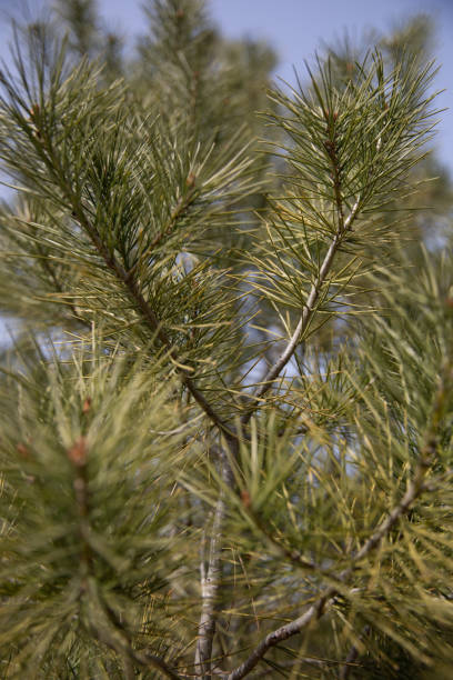 istock Spring is the season for plants to grow back 1385873191