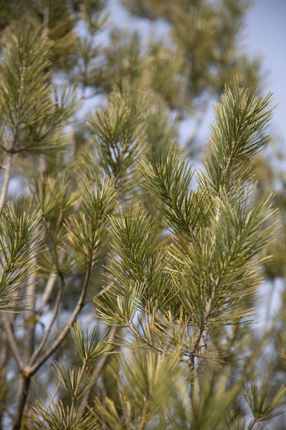 istock Spring is the season for plants to grow back 1385873861