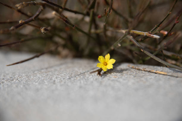 istock Spring is the season for plants to grow back 1385874779