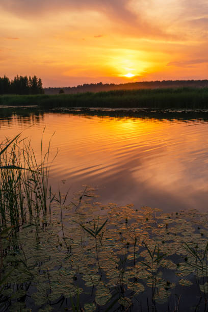 葦と睡蓮。夕暮れのオレンジ、金色の空。 - flowing water ripple day plant ストックフォトと画像