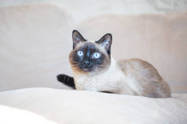 istock Beautiful Siamese cat with blue eyes. 1385878167