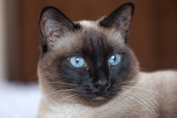 istock Beautiful Siamese cat with blue eyes. Purebred pet at home. 1385879110