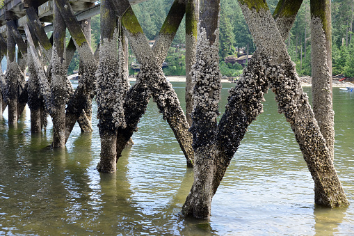 Closeup of barnacles on a pier at low tide in Greater Vancouver, B.C.c