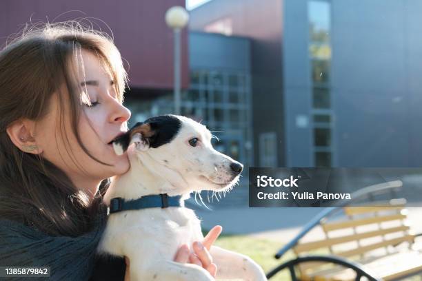Girl Holding A Small Dog Breed Jack Russell Terrier Stock Photo - Download  Image Now - iStock