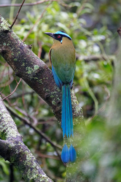 Andean Mot Mot a Mot Mot rests on a free branch near Medellin, Colombia motmot stock pictures, royalty-free photos & images