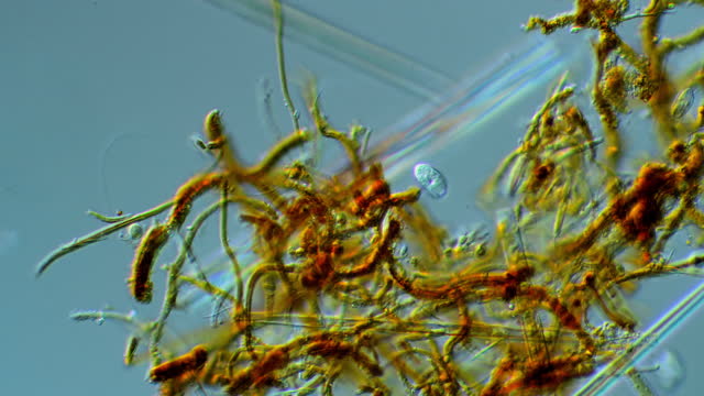 Microscopic organisms