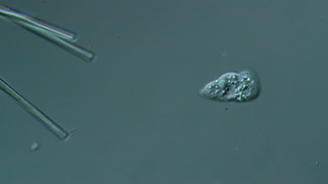 Amoeba- microscopic organism