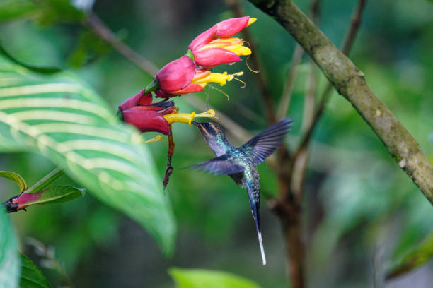 istock Green Hermit Hummingbird 1385881242