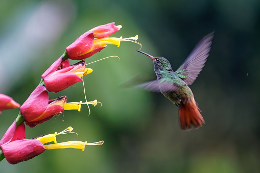 a Hummingbird feeds near Jardin, Colombia