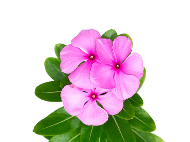 istock Cape Periwinkle, Bringht Eye, Indian Periwinkle, Madagascar Periwinkle 1385882098