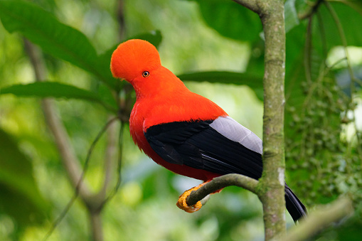 male birds congregate in a lek to win the hearts of the females