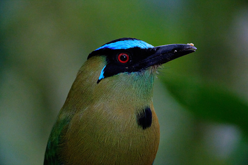 a Mot Mot rests on a free branch near Medellin, Colombia