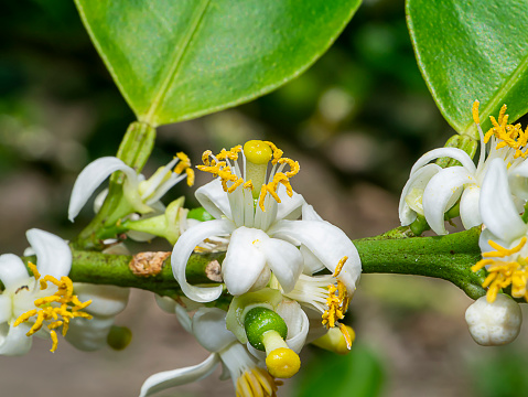 White Chinese Privet - Ligustrum sinense - flowering shrub - deciduous