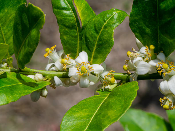 istock Close up lime flower on branches with blur background in plantation. 1385882182