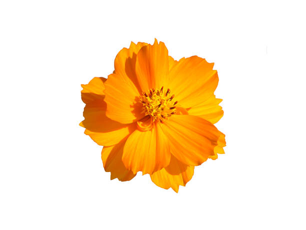 istock Close up orange cosmos flower on white background 1385882246