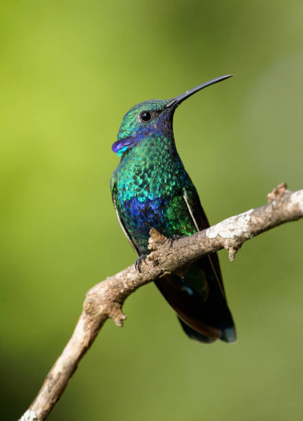 istock Sparkling Violetear Hummingbird 1385883257