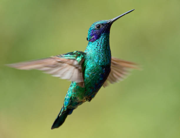 istock Sparkling Violetear Hummingbird 1385883337