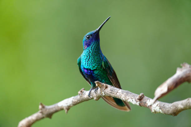 istock Sparkling Violetear Hummingbird 1385883942