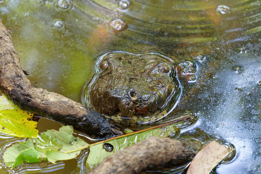 a large female  snake peers from the water in the Los Llanos region of Colombia