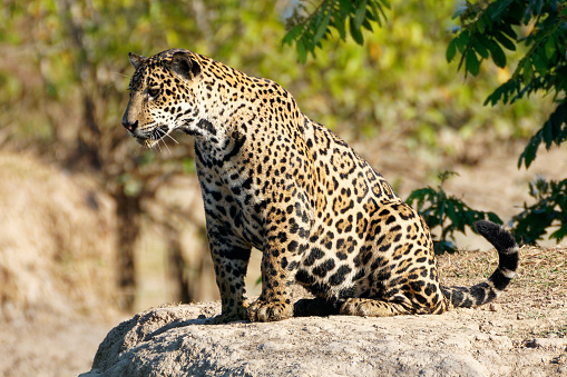 Jaguar search for food on the Los Llanos of Colombia