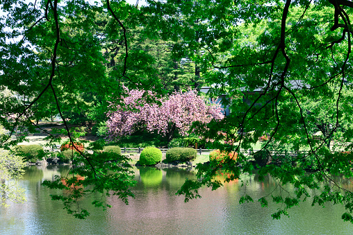 Cherry blossoms in full bloom with pond.