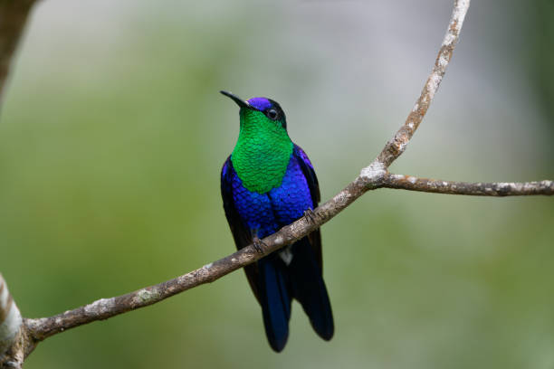 istock Crowned Woodnymph 1385887884