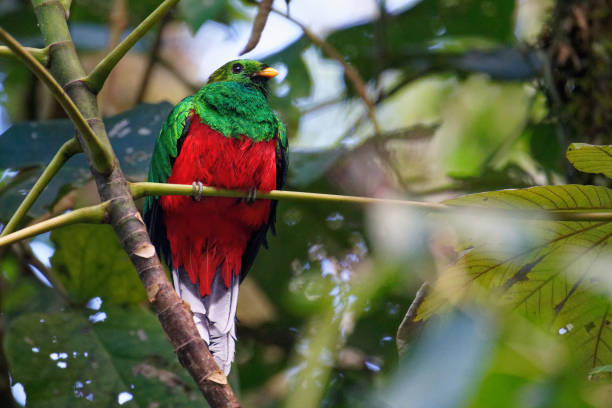 istock White-tipped Quetzal 1385887940