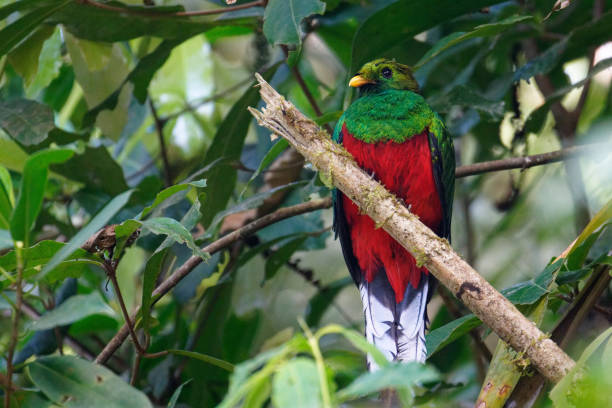 istock White-tipped Quetzal 1385887950