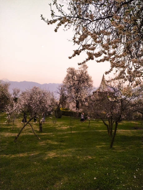 Almond alcove A scenic view of almond alcove which is located in khati darwaza Srinagar, March 16 2022 getty image stock pictures, royalty-free photos & images