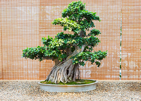 Bonsai tree on a stool, Nikon Z7