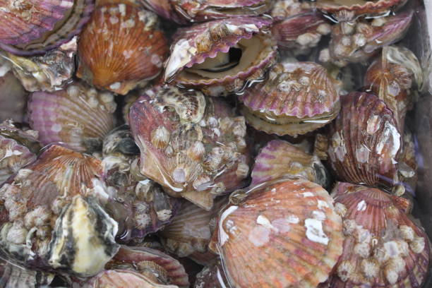 istock Red and Purple Scallops 1385900014
