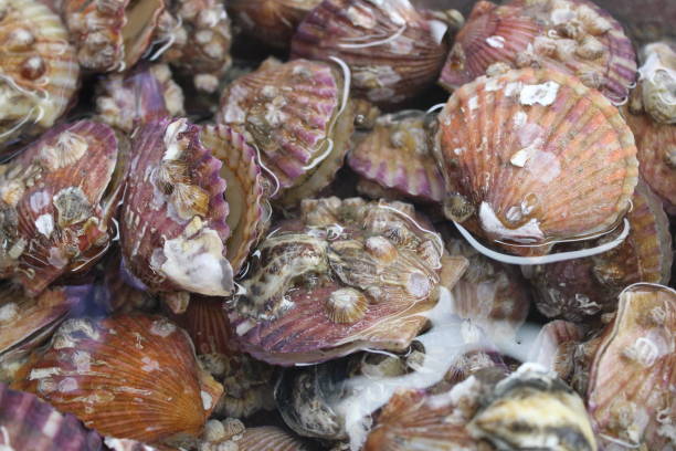 istock Red and Purple Scallops 1385900018