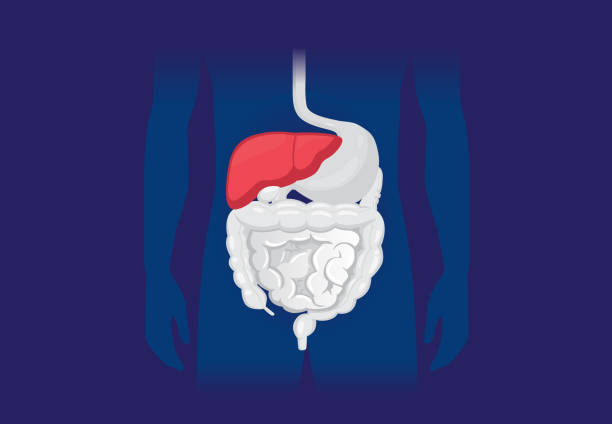 wewnątrz ludzkiego ciała znaleziono czerwoną wątrobę w układzie trawiennym. ilustracja o nieprawidłowych objawach ludzkiej wątroby. - stomach the human body abdomen human digestive system stock illustrations