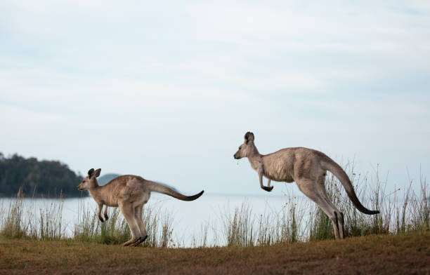 istock Kangaroos hopping along coastal beach 1385900819
