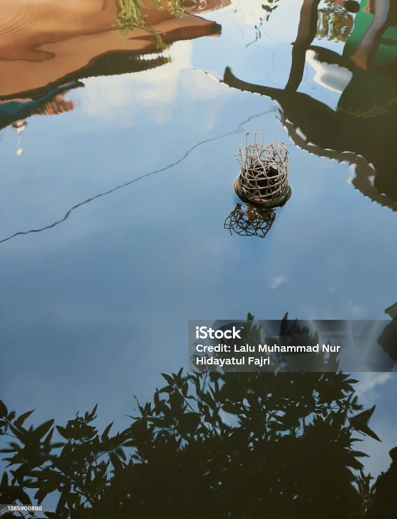 Fish Trees Reflection Mango Tree Reflection From Fish Pond Stock Photo - Download Image Now ...