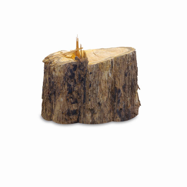 istock Teak stump isolated on white background 1385902605