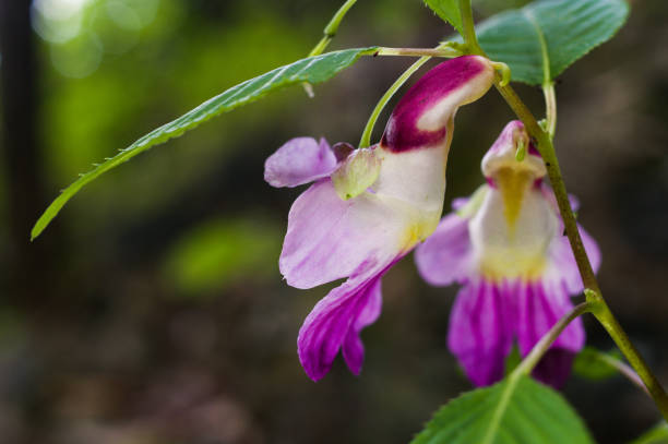 istock Parrot flower at Doi Luang Chiang Dao mountain, 1385902608