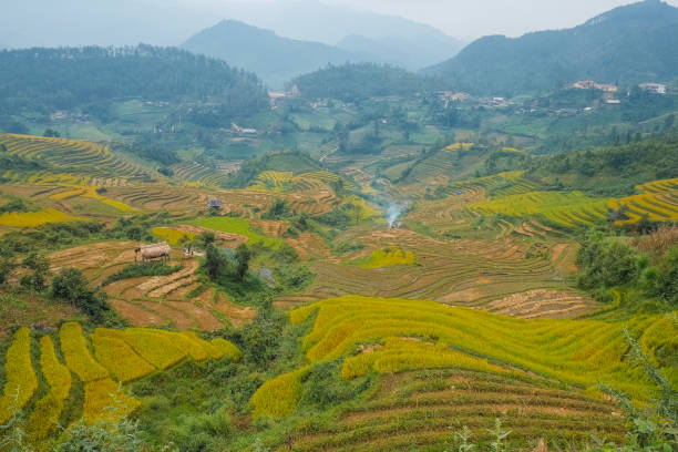 istock rice terraces in vietnam 1385902866