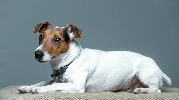 istock Jack Russell Terrier on a gray background in the studio. 1385903694