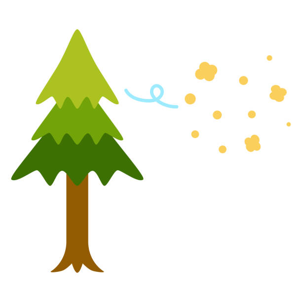pollen fliegen von einem zedernbaum. - pollenflug stock-grafiken, -clipart, -cartoons und -symbole