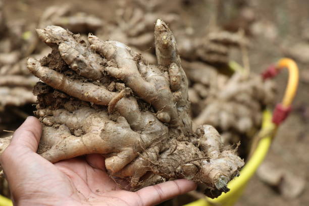 istock Hand holding a fresh root of ginger harvested from ground 1385905163