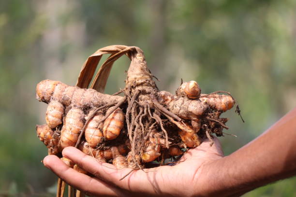 istock Turmeric which is freshly pulled out from soil along with dry plant held in the hand, Turmeric for skin care, medicine and as a food coloring 1385905188