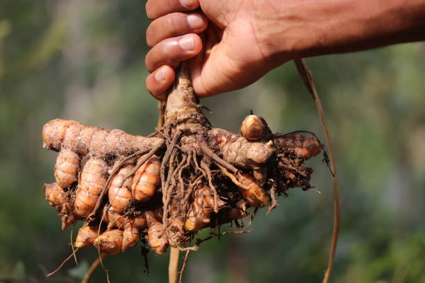 istock Fresh turmeric which is pulled out from the ground along with its plant held in hand on a nature background 1385905197
